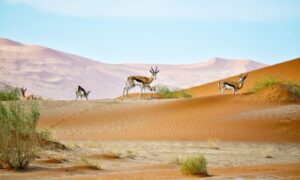 Namibia eSIM