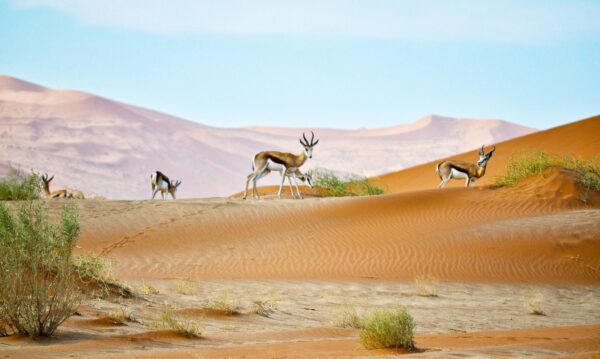Namibia eSIM